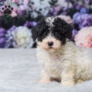 Rita, Miniature Poodle Puppy